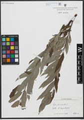Foto von Salix viminalis L.